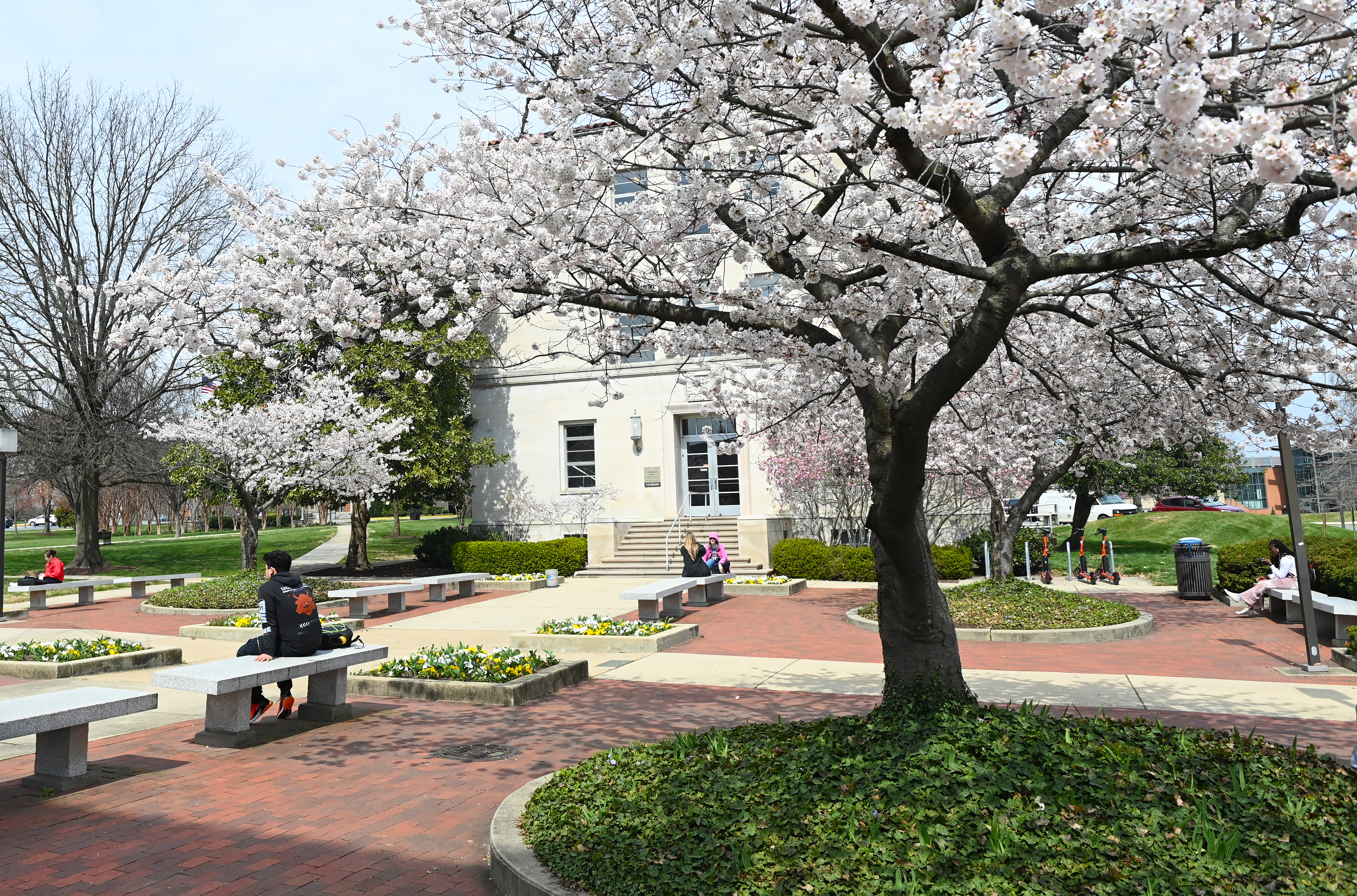 A view of Catholic University campus in the spring, including cherry blossoms in full bloom.
