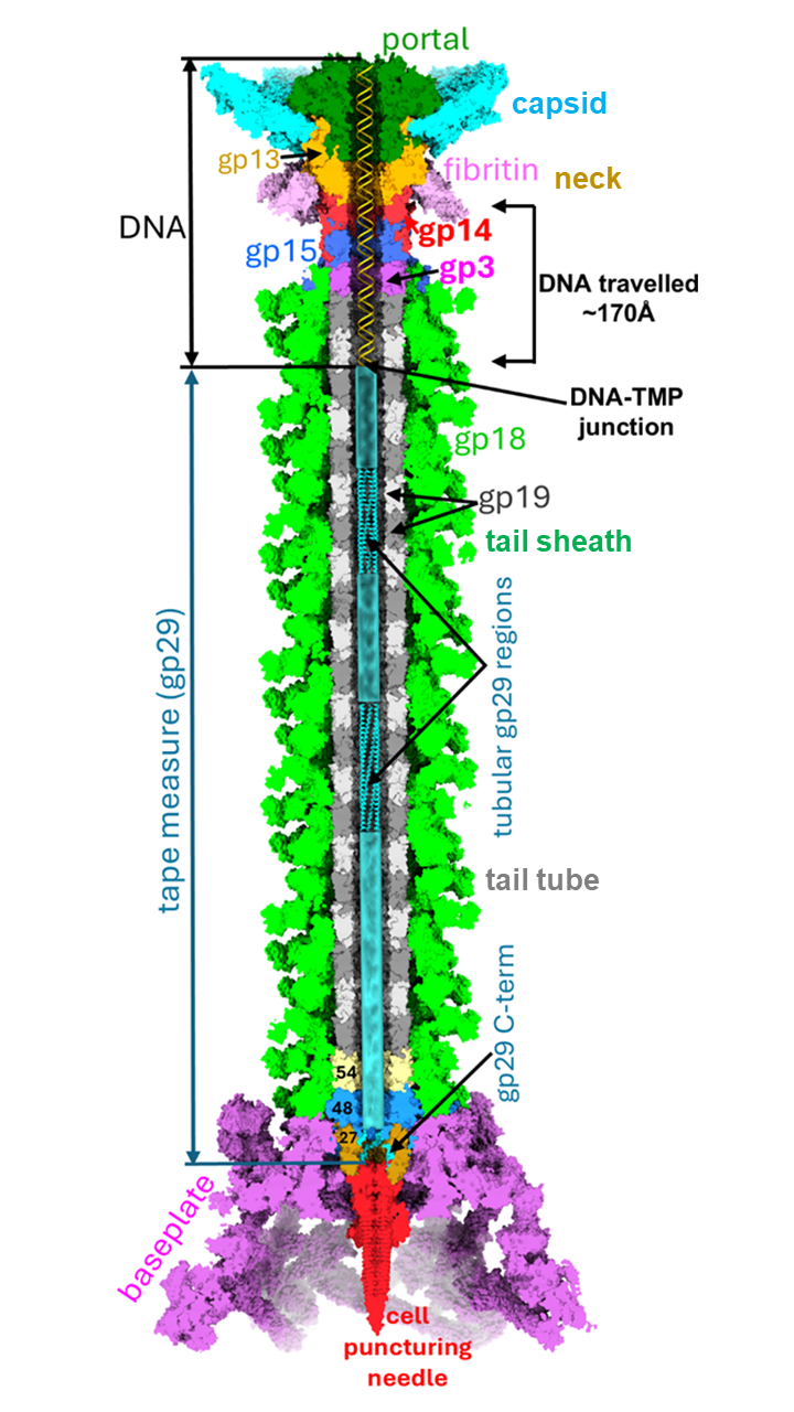 Structure of the bacteriophage T4 portal-neck-tail complex