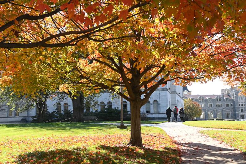 tree on campus with orange colored leaves in the fall